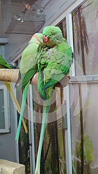 Green Little Alexander parrots pair
