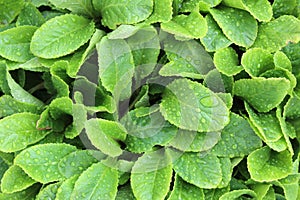 green little flower leaves in droplets of water