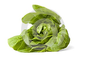 Green little gem lettuce