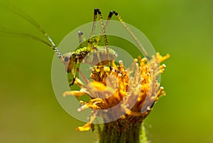 A green little grasshopper cricket sits on a flower.