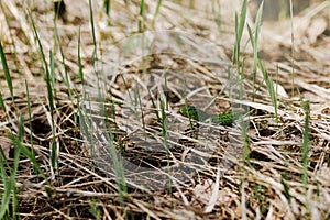 A green little lizard basks in the sun on dry grass.