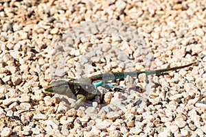 green little lizard on curacao