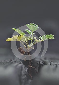 A green little sprout stretching towards the sky. The adaptability of wildlife to technological progress in the city.