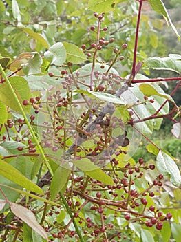 Green livelihood flower