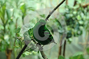 Green Lively Bird photo