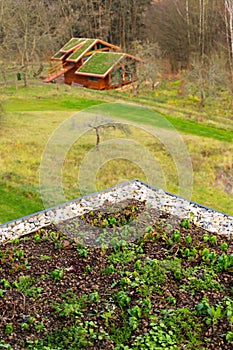 Green living sod roof with grass on wooden building