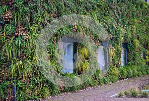 Green living wall of modern building, example of urban greening and vertical gardening