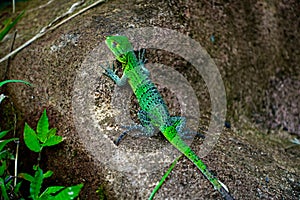 Green lizard