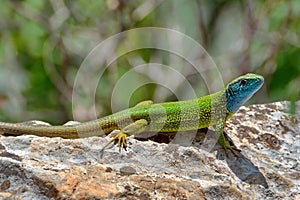 Green lizard