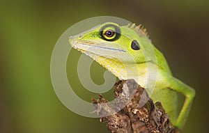 Green lizard