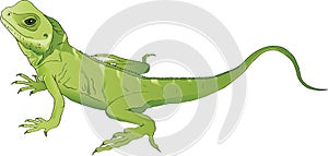 Green lizard