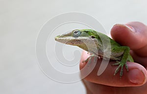 Green Lizard