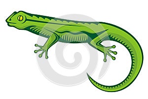 Green lizard