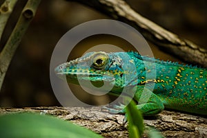Green lizard