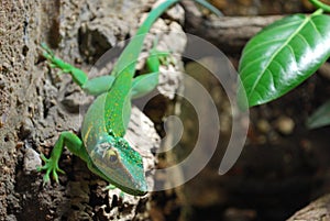Green lizard
