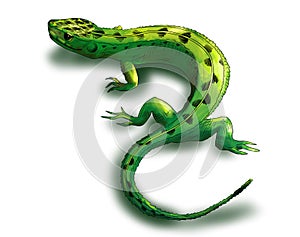 Green lizard