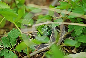 Green Lizard