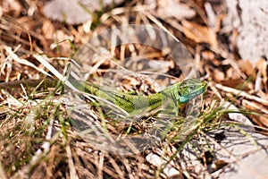 Green lizard