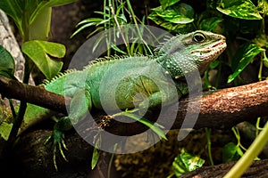 Green Lizard