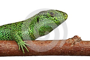 Green Lizard