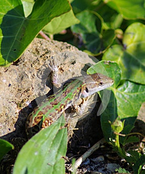 Green lizard