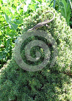 Green lizard. Animals