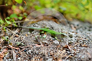 Green lizard on a background of pine bark.