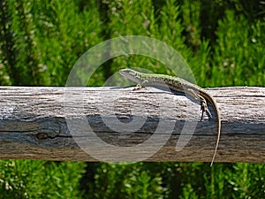 Green lizard basking in the sun