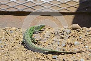 Green Lizard basking in the Sun