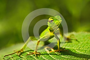 Green lizard. Beautiful animal in the nature habitat. Lizard from forest. Green Garden Lizard, Calotes calotes, detail eye