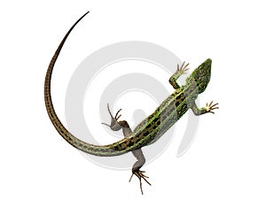 Green lizard with bowed tail