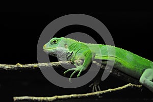 Green lizard on a branch against a black background