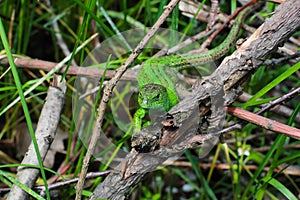 Green lizard in bush. Small lizard, nature and animals.