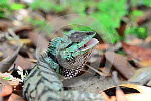 Green Lizard - Calotes emma - Thailand Reptiles