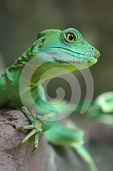 Green Lizard close-up
