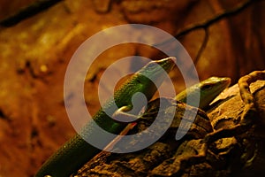 A green lizard close-up on a rock in a park