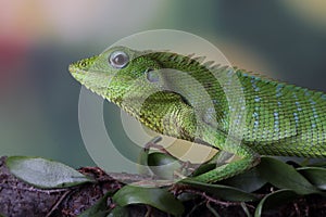 Green lizard  closeup on branch