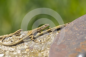 Green lizard on the concrete next to the metal pillar. Small lizard getting scared and retreating to its hide.Outdoor