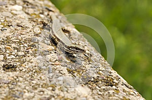 Green lizard on the concrete next to the metal pillar. Small lizard getting scared and retreating to its hide.Outdoor