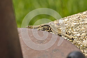 Green lizard on the concrete next to the metal pillar. Small lizard getting scared and retreating to its hide.Outdoor