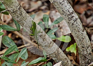 Green lizard crawls along tree trunk in tropical hammock of Marathon Key photo
