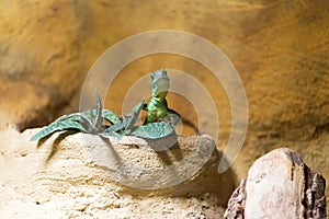 Green lizard in a desert among rocks on a blurry background