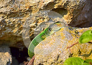 Green lizard doze in the sun