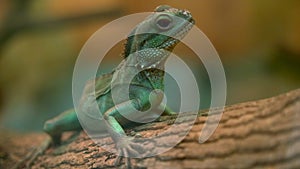 Green lizard dragon sits on a tree