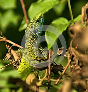 Green lizard