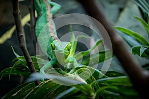 Green Lizard frontal view - Green Lizard on a cage - Berthold`s Bush Anole Polychrus gutturosus