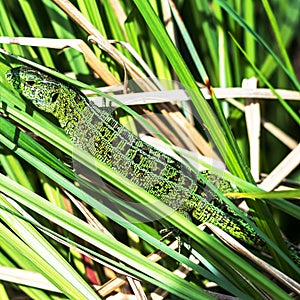 Green lizard at the grass