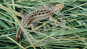 Green lizard on the grass without a tail.