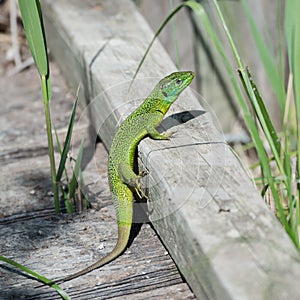 Verde lagarto 