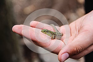 Green lizard in the hands of a child. Catch a lizard